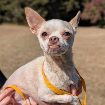 Rescue Chihuahua Dogs for Adoption in Tyrone, Georgia - Carlos 11-1309 | PetCurious