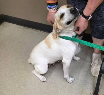 Labrador Retriever Dogs Available for Adoption - Terri | PetCurious