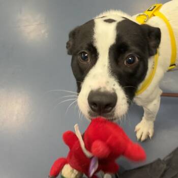 William -  Mixed Breed Dog for Adoption in Greensboro, North Carolina - William | PetCurious