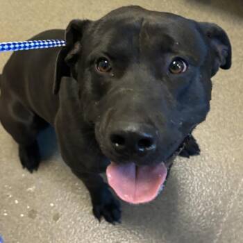Black Labrador Retriever Dogs Available for Adoption in Council Bluffs, Iowa - Oliver Todd | PetCurious