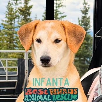Infanta -  Labrador Retriever Dog for Adoption in Wasilla, Alaska - Infanta | PetCurious
