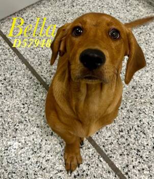 Bella -  Golden Retriever and Basset Hound Dog for Adoption in Clarksville, Tennessee - Bella | PetCurious