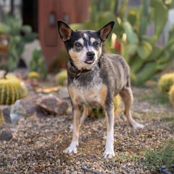 Kaleigh -  Chihuahua Dog for Adoption in Palm Springs, California - Kaleigh | PetCurious