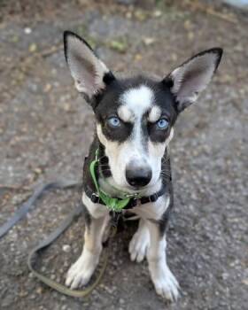 Nadja -  Husky and Mixed Breed Dog for Adoption in Montreal, Quebec - Nadja | PetCurious