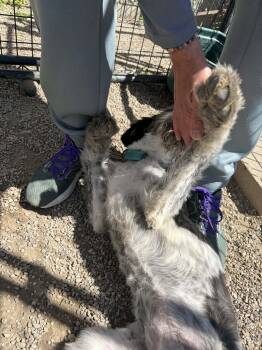Poodle and Bernese Mountain Dog Dogs Available for Adoption in Mukwonago, Wisconsin - RuRu | PetCurious