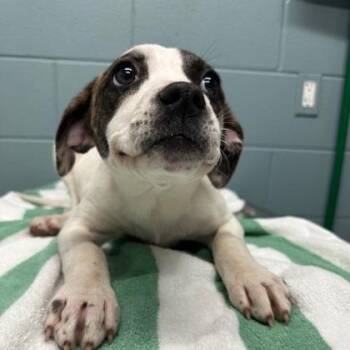 German Shorthaired Pointer and Mixed Breed Dogs Available for Adoption in Kansas City, Missouri - Shania | PetCurious