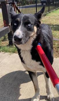 Rescue Husky and Mixed Breed Dogs for Adoption in Dallas, Texas - LUNA | PetCurious