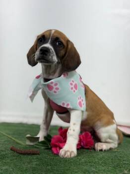 Pudding-One of our Amazing Rescue Dogs -  Beagle and Brittany Spaniel Dog for Adoption in Carlsbad, California - Pudding-One Of Our Amazing Rescue Dogs | PetCurious