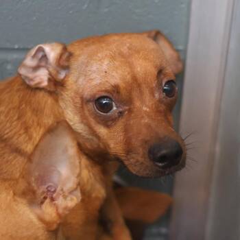 A813443 -  Chihuahua Dog for Adoption in San Antonio, Texas - A813443 | PetCurious