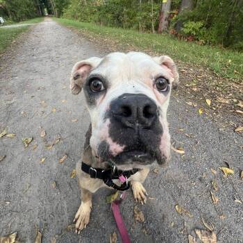 Rescue Mixed Breed Dogs for Adoption in Fairport, New York - Chuck Roast | PetCurious