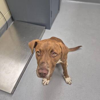 Mixed Breed Dogs Available for Adoption in Columbus, Georgia - 5/1/2026-Stray-BuenaVistaRoad. | PetCurious