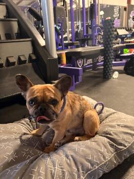 Bogey -  French Bulldog Dog for Adoption in Cornelius, North Carolina - Bogey | PetCurious
