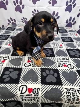 Jack Russell Terrier and Chihuahua Dogs Available for Adoption - Wish | PetCurious