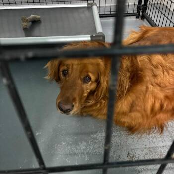 Alfredo -  Golden Retriever Dog for Adoption in St. Louis, Missouri - Alfredo | PetCurious