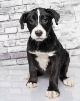 Labrador Retriever and Collie Dogs Available for Adoption - Barkley - Only 15lbs. | PetCurious