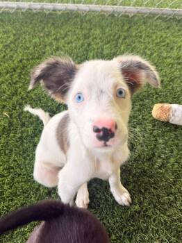Nigel -  Mixed Breed Dog Available for Adoption in New York, New York - Nigel | PetCurious