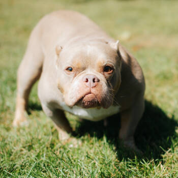 Rescue English Bulldog and Mixed Breed Dogs for Adoption in Northbrook, Illinois - Connie | PetCurious