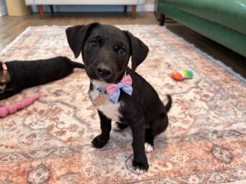 Jade Sassy Magnolia -  Labrador Retriever and Pit Bull Terrier Dog for Adoption in Friendswood, Texas - Jade Sassy Magnolia | PetCurious