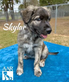 Dutch Shepherd and Mixed Breed Dogs Available for Adoption - Skylar | PetCurious