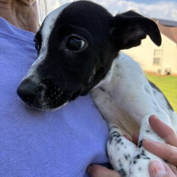 Buckwheat -  Terrier Dog for Adoption in Woodruff, South Carolina - Buckwheat | PetCurious