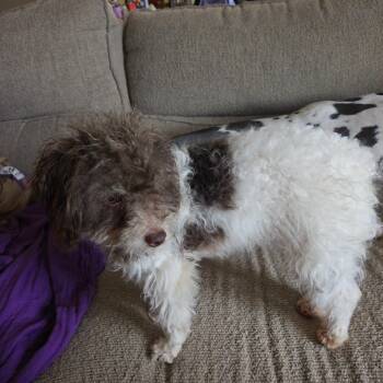 Carly -  Miniature Poodle Dog for Adoption in Ottawa Hills, Ohio - Carly | PetCurious