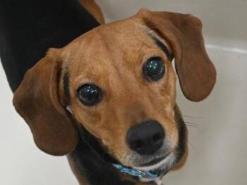 Beagle Dogs Available for Adoption in Portland, Oregon - Sally | PetCurious