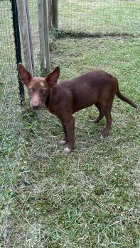 Jinx -  Mixed Breed Dog for Adoption in Medfield, Massachusetts - Jinx | PetCurious