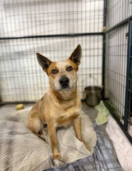 Cattle Dog Dogs Available for Adoption in Matthews, Indiana - Chevy | PetCurious