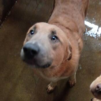 Anatolian Shepherd Dogs Available for Adoption in Corsicana, Texas - Biscotti D45966 | PetCurious