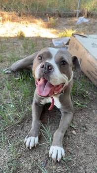 Maple -  Pit Bull Terrier Dog for Adoption in Las Vegas, New Mexico - Maple | PetCurious