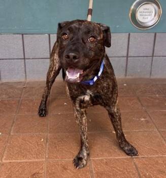 Elua -  Terrier and Mixed Breed Dog for Adoption in Honolulu, Hawaii - Elua | PetCurious