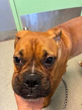 Boxer Dogs Available for Adoption in Bloomington, Indiana - Cualli | PetCurious
