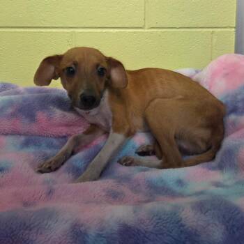 Marshall -  Feist and Mixed Breed Dog for Adoption in Newport, Tennessee - Marshall | PetCurious