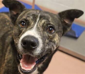 Rescue Mixed Breed Dogs for Adoption in Columbia, South Carolina - MILO | PetCurious