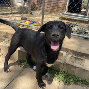 Black Labrador Retriever Dogs Available for Adoption in Manchester, New Hampshire - Melissa In NH! Come Meet Our Adoptable Dogs Wednesday-Saturday.  | PetCurious
