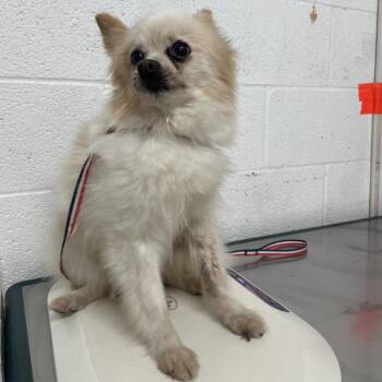 HEAVEN -  Pomeranian and Mixed Breed Dog for Adoption in Edinburg, Texas - HEAVEN | PetCurious