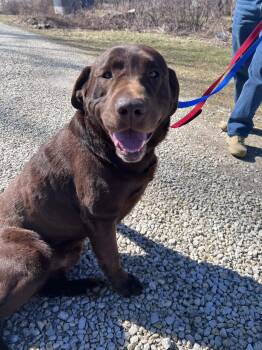 Chocolate Labrador Retriever Dogs Available for Adoption - Haus-Not Accepting Applications Yet! | PetCurious