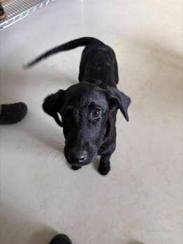 BEAR -  Labrador Retriever and Saluki Dog for Adoption in Santa Cruz, California - BEAR | PetCurious