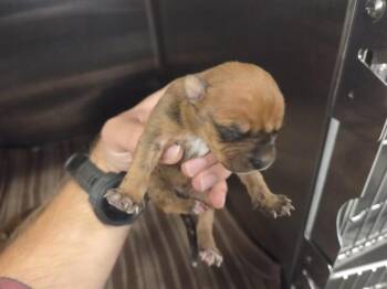 Rescue American Staffordshire Terrier and Mixed Breed Dogs for Adoption in Houston, Texas - A643088 | PetCurious