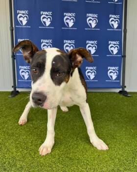 Rescue Terrier and Mixed Breed Dogs for Adoption in Fort Worth, Texas - Bubble | PetCurious