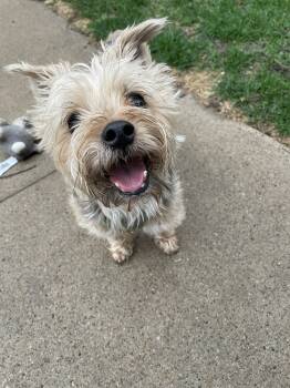 Rescue Yorkshire Terrier Dogs for Adoption in Omaha, Nebraska - Yorkie - Sedrick | PetCurious