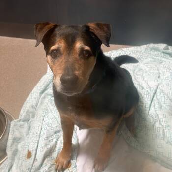Dude -  Labrador Retriever Dog for Adoption in Palm Springs, California - Dude | PetCurious