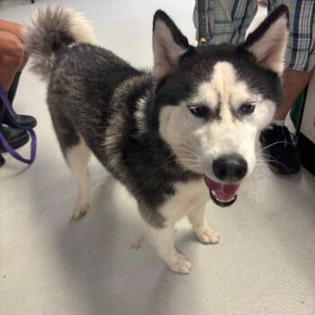 Coy -  Husky Dog for Adoption in Lake Jackson, Texas - Coy | PetCurious