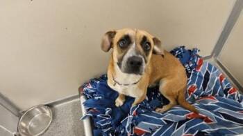 Nya -  Cattle Dog and Mixed Breed Dog for Adoption in Bellevue, Washington - Nya | PetCurious
