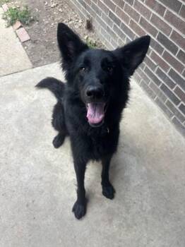 Dandelion -  German Shepherd Dog Dog for Adoption in Lafayette, Indiana - Dandelion | PetCurious