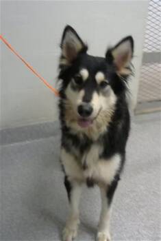 VIOLET -  Siberian Husky Dog for Adoption in Pasadena, Texas - VIOLET | PetCurious