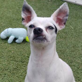 Hope -  Chihuahua Dog for Adoption in Tulsa, Oklahoma - Hope | PetCurious