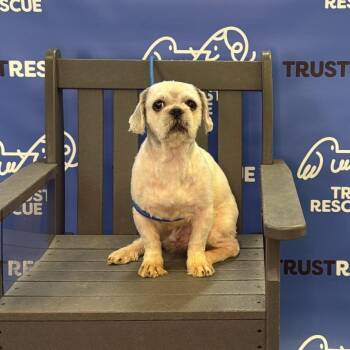 FLICKER -  Shih Tzu Dog for Adoption in Waterford, New Jersey - FLICKER | PetCurious