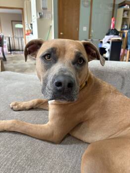 Rescue American Staffordshire Terrier Dogs for Adoption in Deerfield, Wisconsin - Nixi | PetCurious