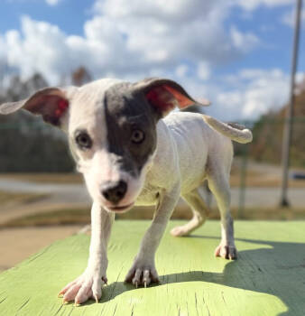 Rescue Terrier Dogs for Adoption in Corinth, Mississippi - Taylee 25D-274 | PetCurious